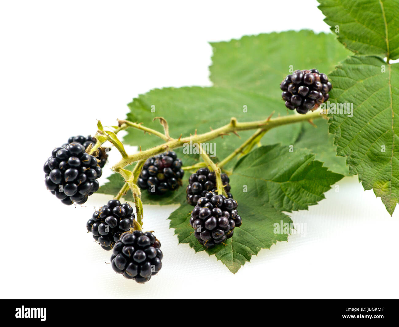 Brombeerzweig Stockfoto