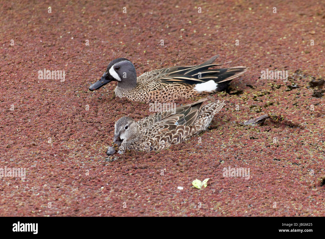 Blauflügelente Stockfoto