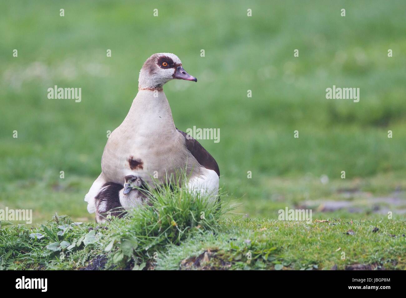 In baby Zentrale Stockfoto