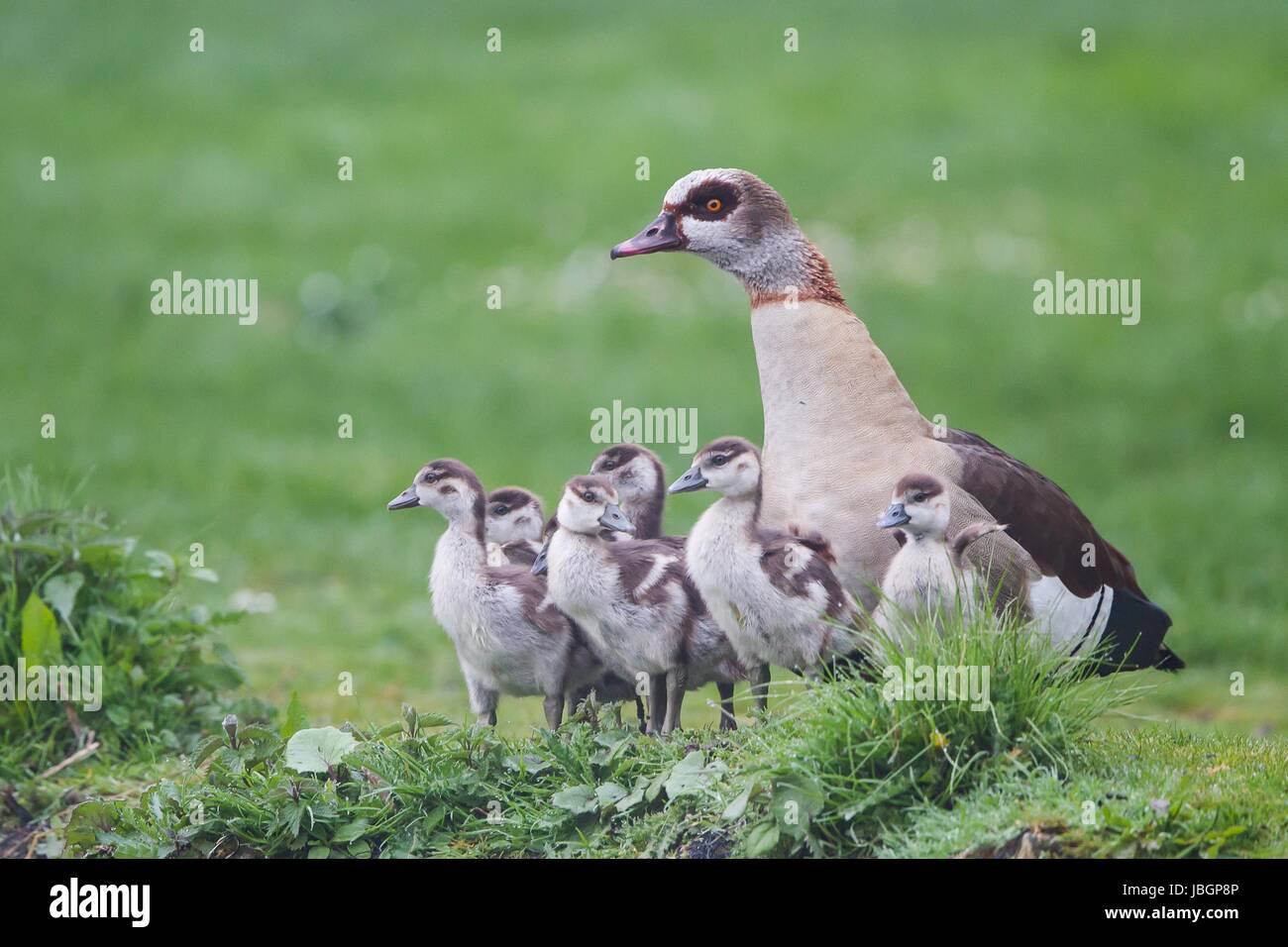 In baby Zentrale Stockfoto