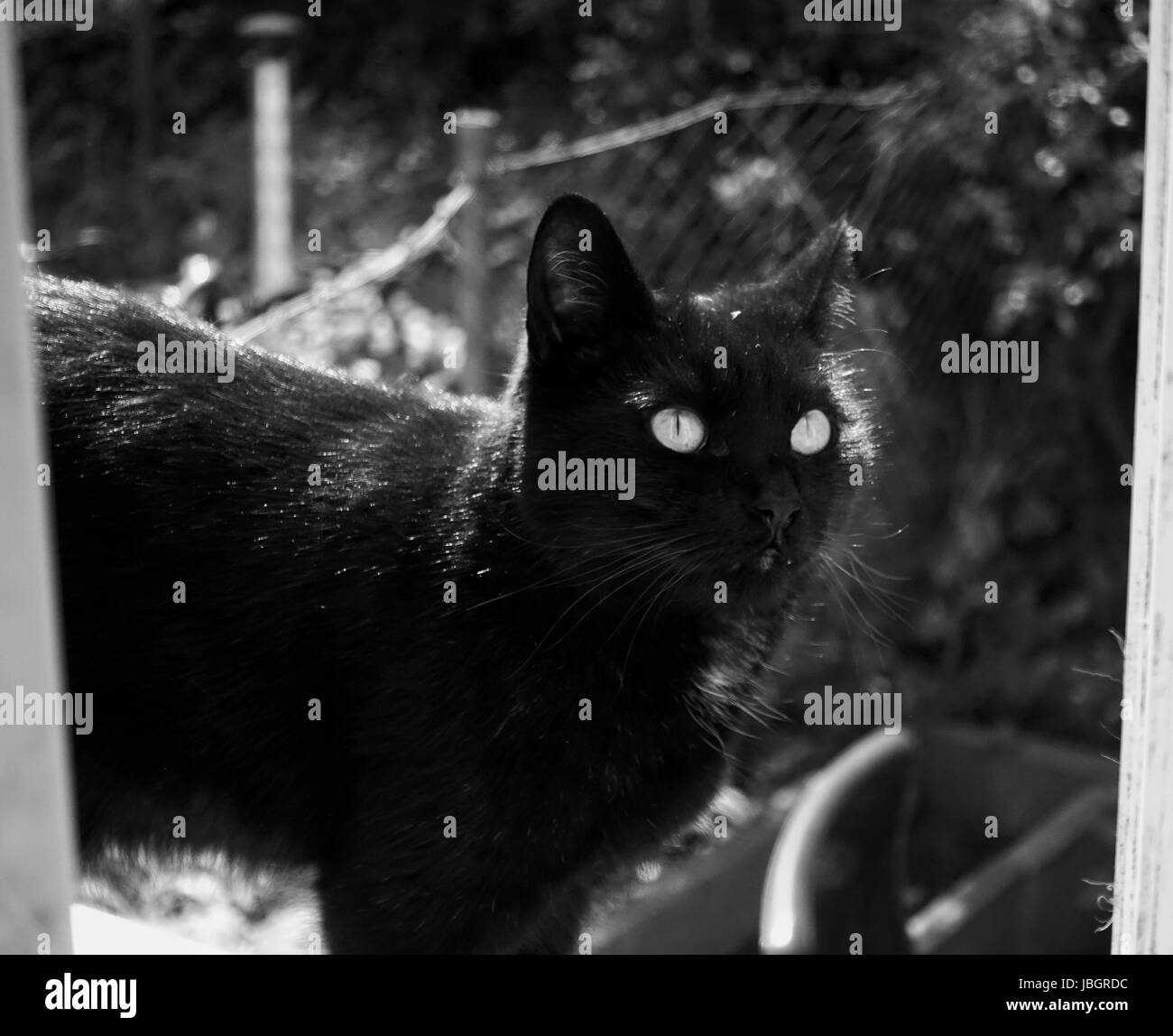 YUJING, Haus Katze Stockfoto