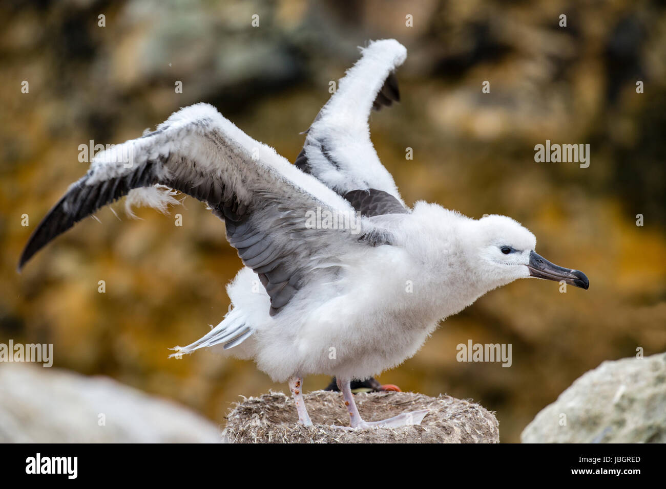 Schwarzen browed Albatros Küken auf New Island, Falkland-Inseln Stockfoto