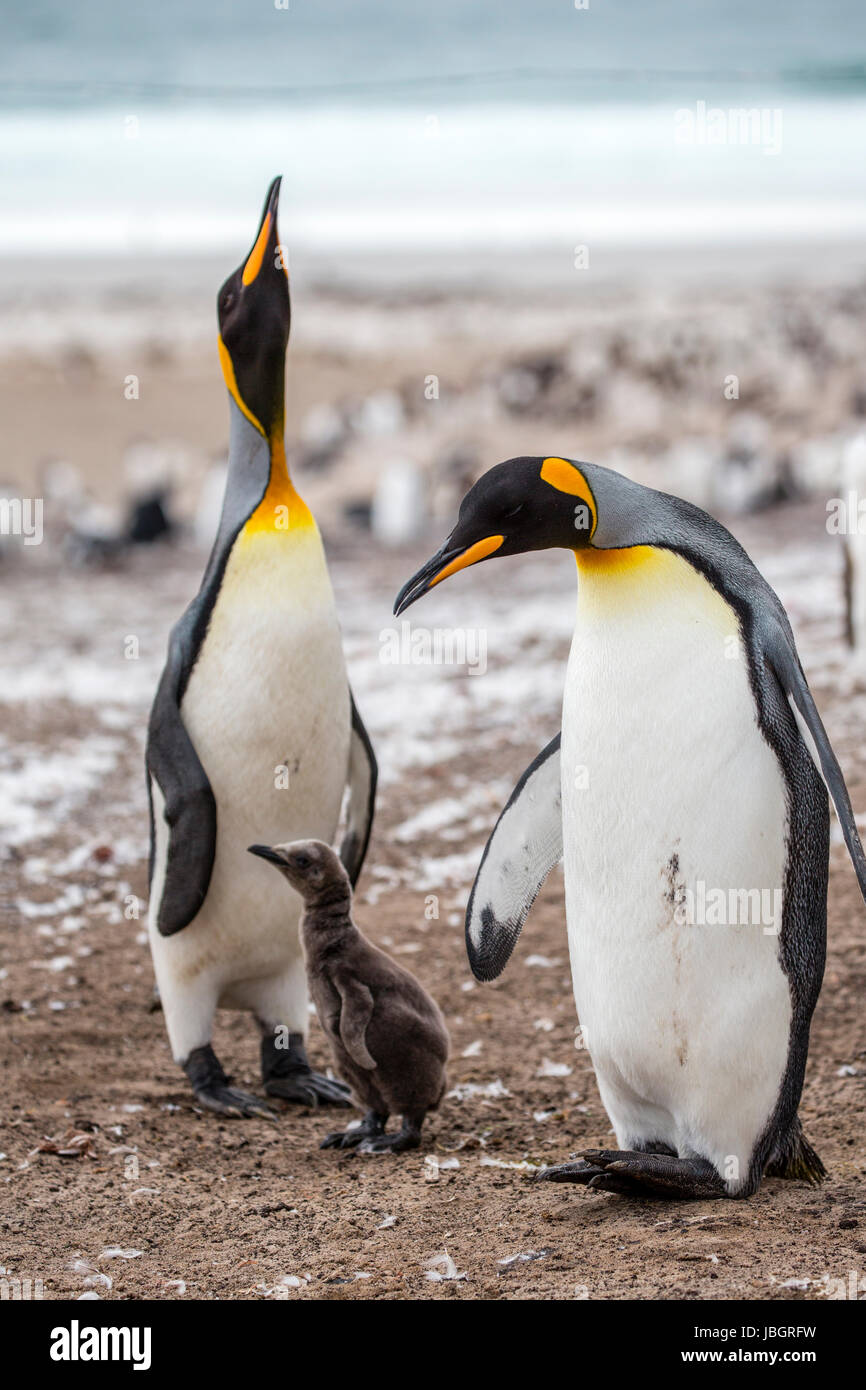 König Pinguin-Familie auf den Falkland-Inseln Stockfoto