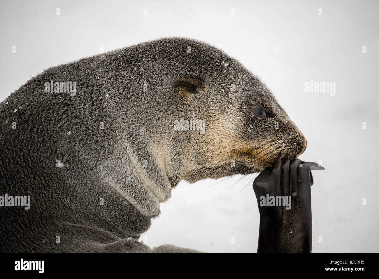 "Der Denker" Seebär in Grytviken, Südgeorgien Stockfoto