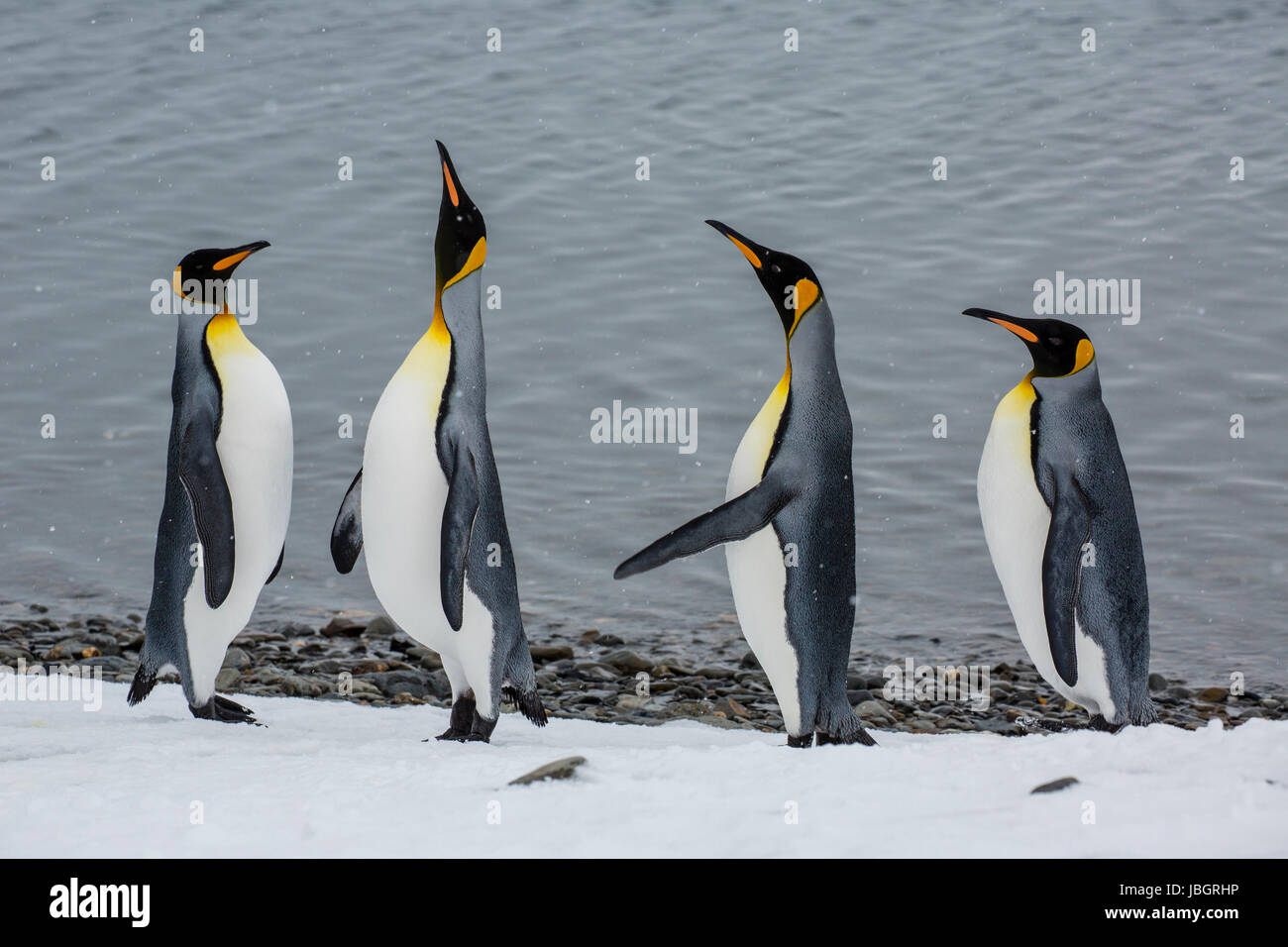 Königspinguine auf Südgeorgien Insel Stockfoto