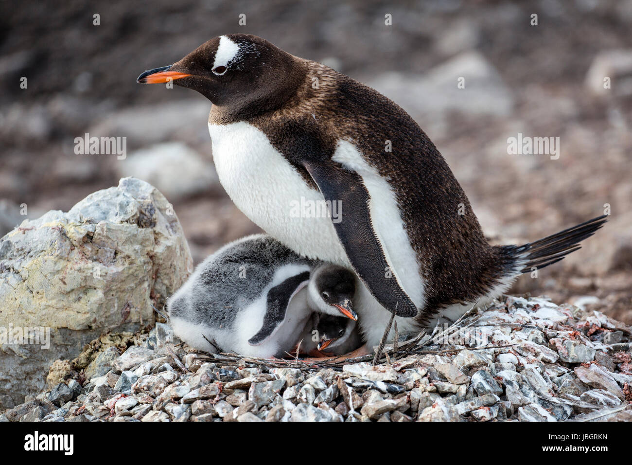 Gentoo Penguin und ihre Küken in Neko Harbor, Antarktis Stockfoto