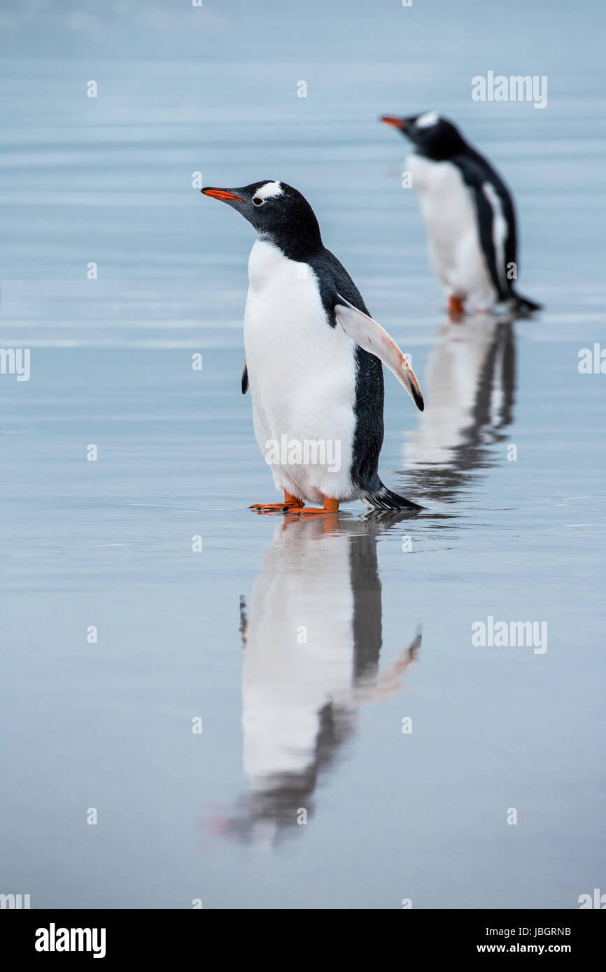 Gentoo Penguin Reflexionen über Saunders Beach, Falkland-Inseln Stockfoto