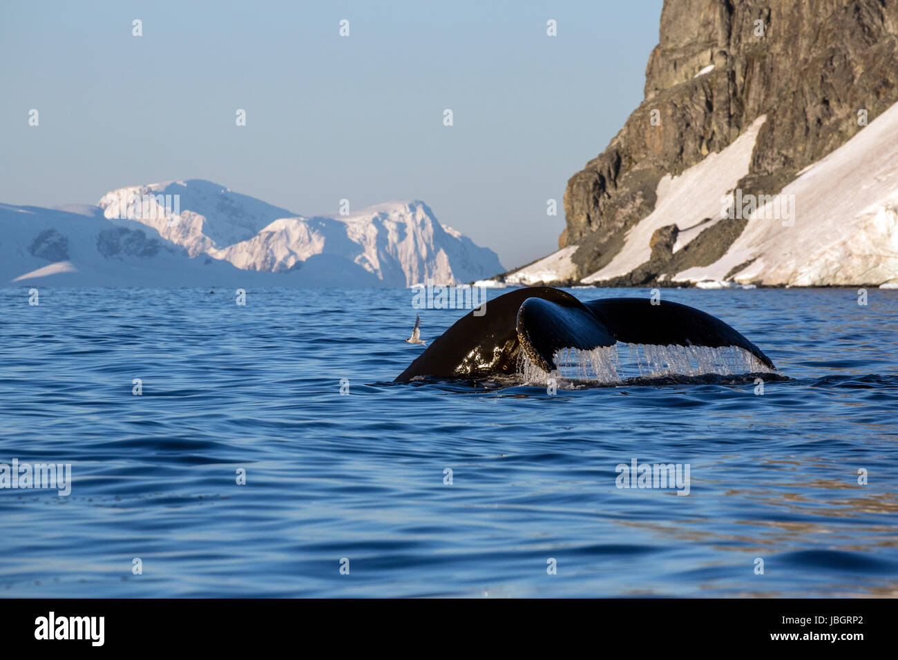 Buckelwal entlang Cuverville Island, Antarktis Stockfoto