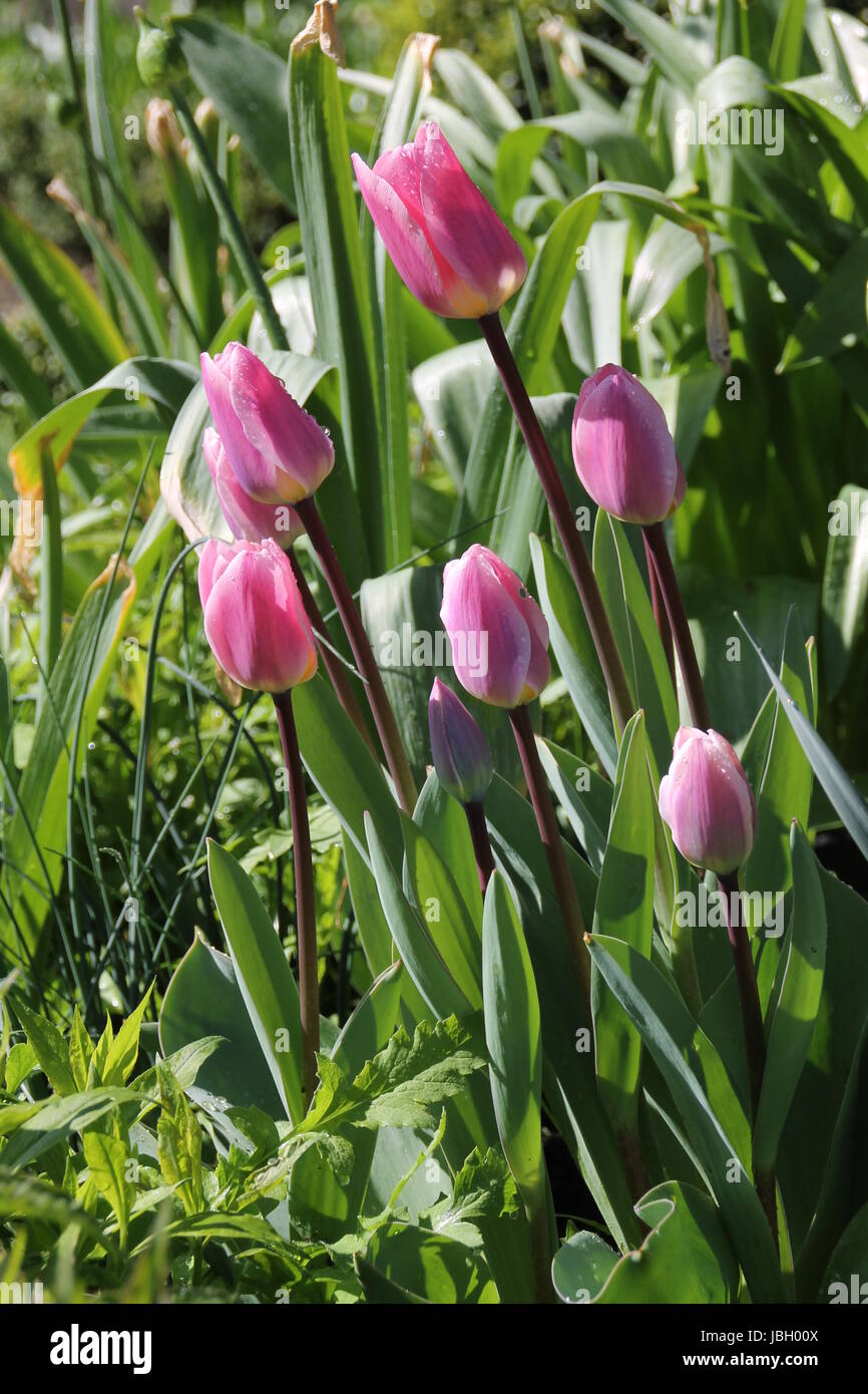 Tulpen im Garten Stockfoto
