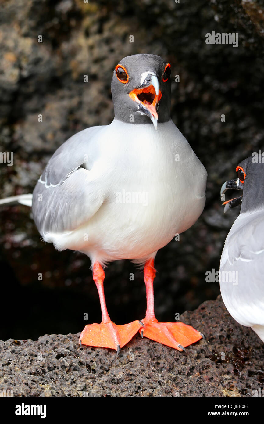 Zinnenkranz Gull (Larus Furcatus) auf Genovesa Island, Galapagos Nationalpark in Ecuador Stockfoto