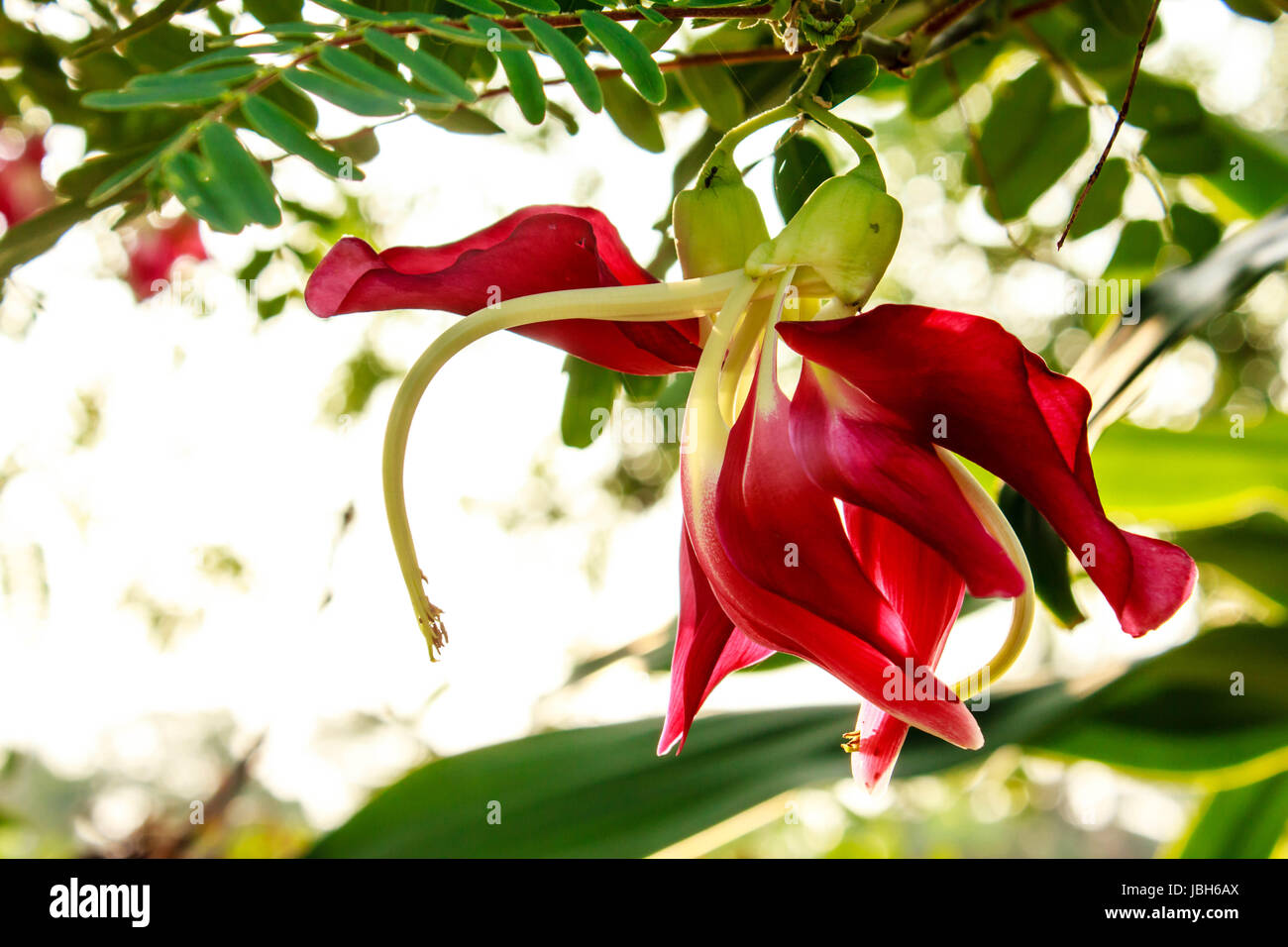 Pflanzlichen Humming Bird Sesban Agasta (Sesbania Grandiflora Desv. im Namen der Wissenschaft oder der Dok Kae in Thai) Stockfoto