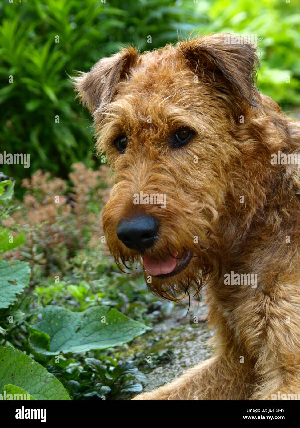 Irish Terrier Giacomo, Porträt Stockfoto