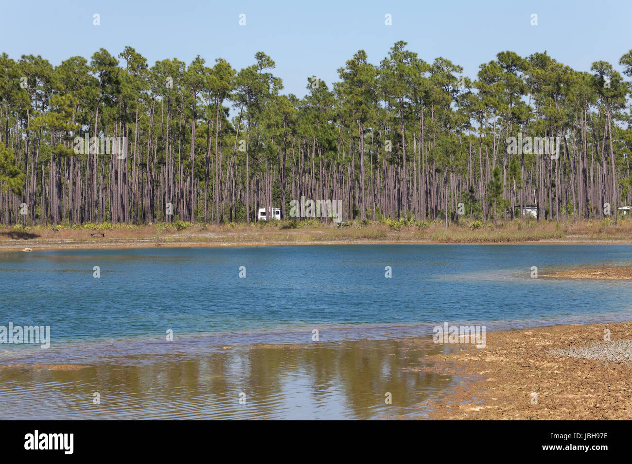 Long Pine Key Campingplatz, Everglades Stockfoto