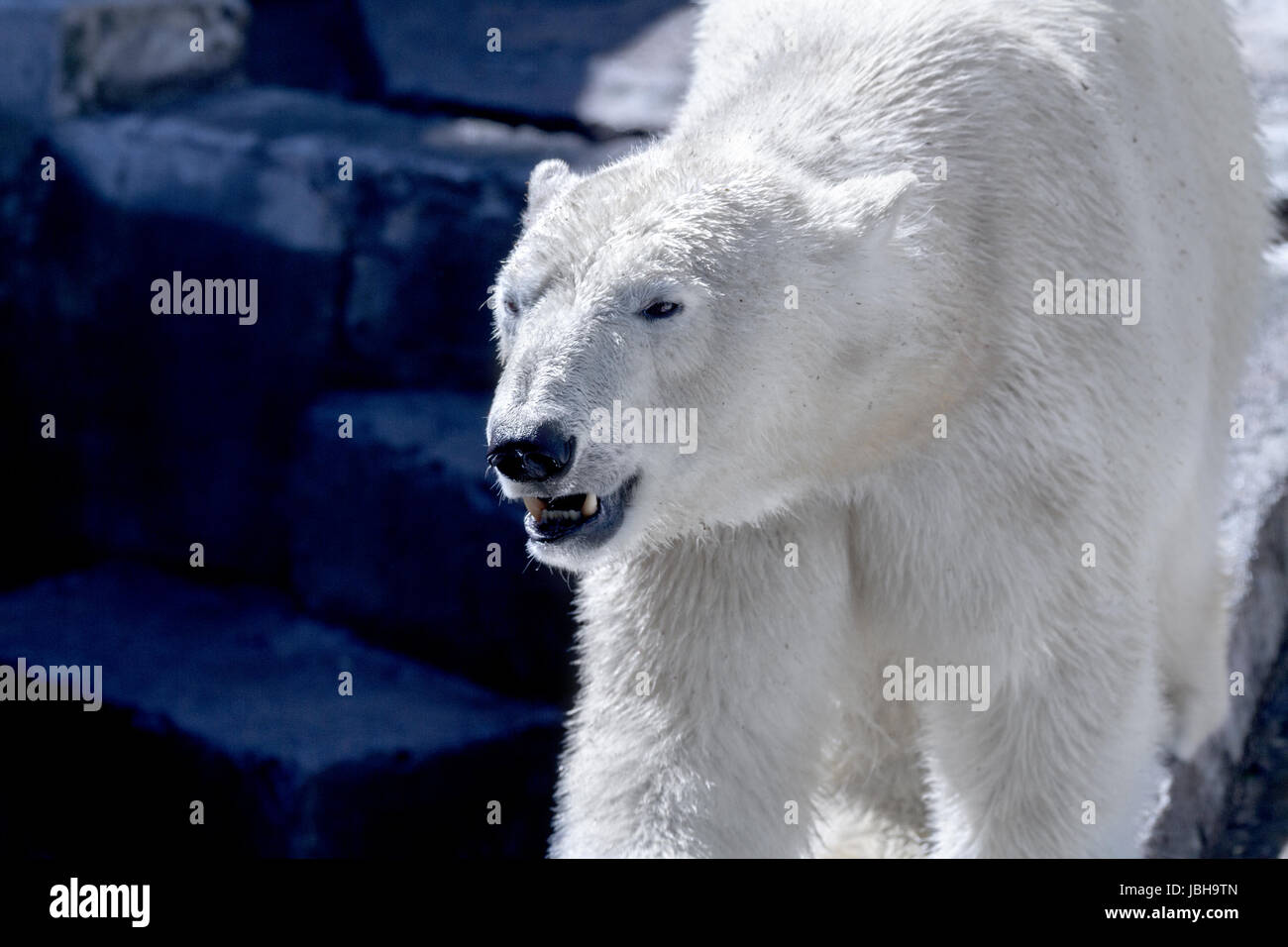 Bild von einem Tier Raubtier große White bear Stockfoto