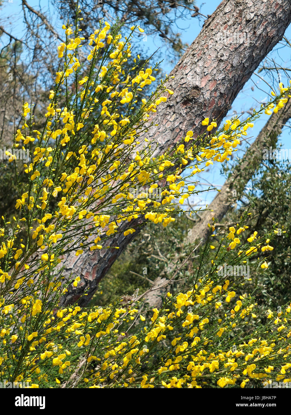 Ginestra Blumen einen typischen mediterranen Pflanzen. Wissenschaftlicher  Name: Cytisus scoparius Stockfotografie - Alamy