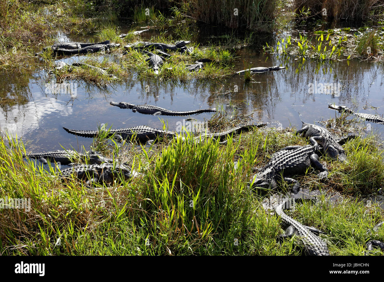 Alligatoren in Den Everglades Stockfoto