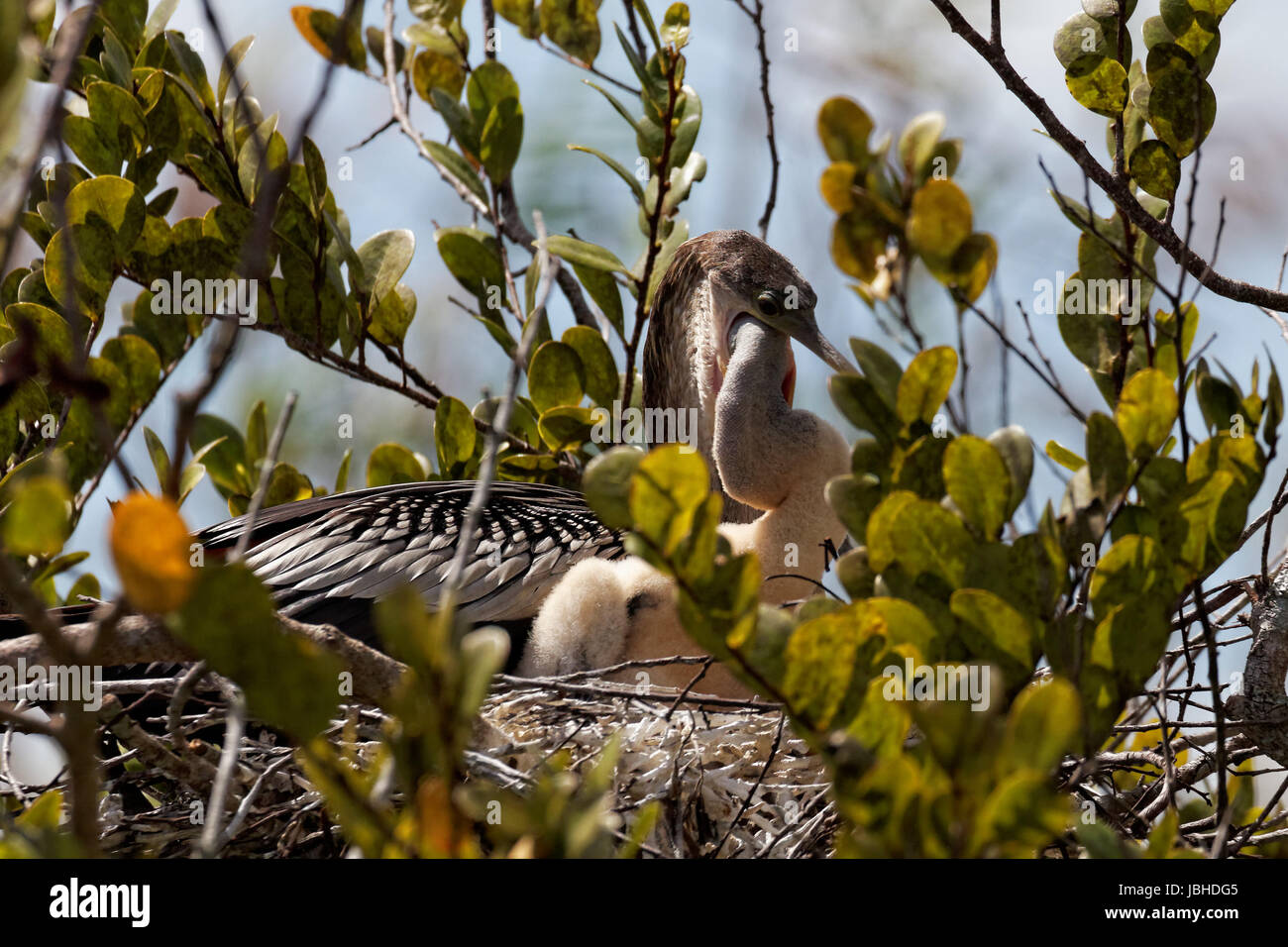 Anhinga Beim Füttern Stockfoto