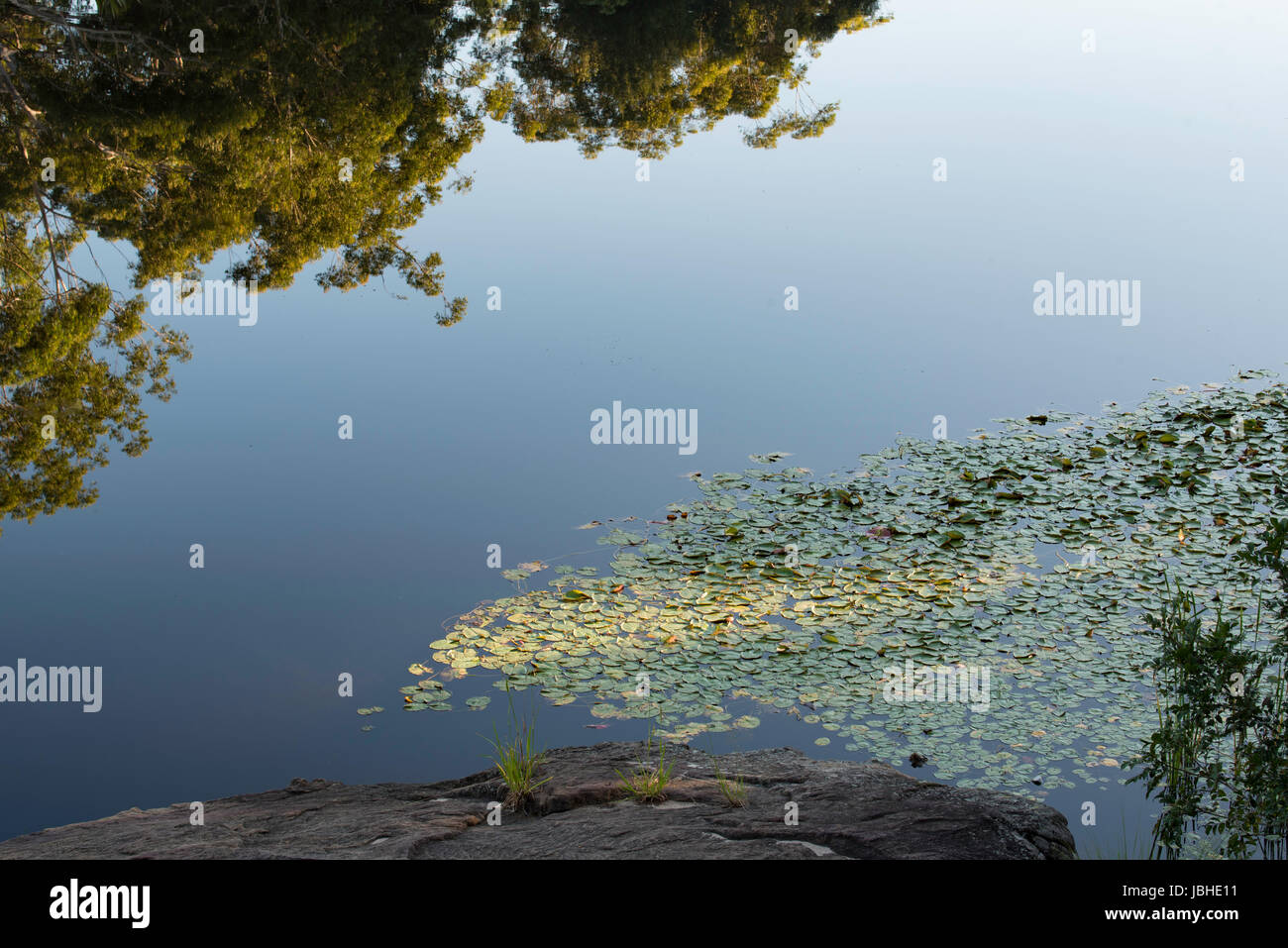 Australische gebürtige Lilien wachsen und große Eukalyptusbäume spiegelt sich in der sehr stilles Wasser von Lake Parramatta, Sydney Australia Stockfoto