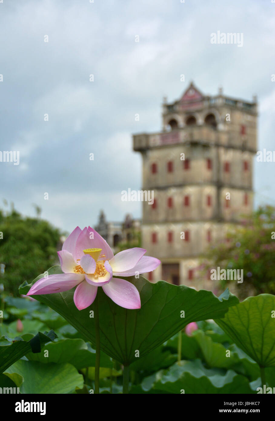 Guangzhou. 10. Juni 2017. Foto am 10. Juni 2017 zeigt Lotus auf dem Aussichtspunkt Diaolou im Dorf Zili, Kaiping City Süd-China Guangdong Provinz. Die Diaolou (Wachturm Haus) von Kaiping wurde im Jahr 2007 auf Liste des Welterbes eingeschrieben. Bildnachweis: Xu Jianmei/Xinhua/Alamy Live-Nachrichten Stockfoto