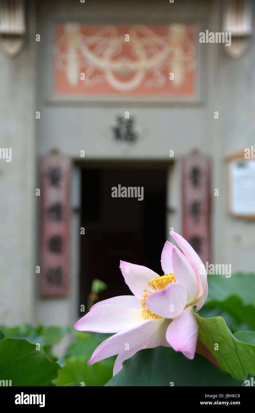 Guangzhou. 10. Juni 2017. Foto am 10. Juni 2017 zeigt Lotus auf dem Aussichtspunkt Diaolou im Dorf Zili, Kaiping City Süd-China Guangdong Provinz. Die Diaolou (Wachturm Haus) von Kaiping wurde im Jahr 2007 auf Liste des Welterbes eingeschrieben. Bildnachweis: Xu Jianmei/Xinhua/Alamy Live-Nachrichten Stockfoto
