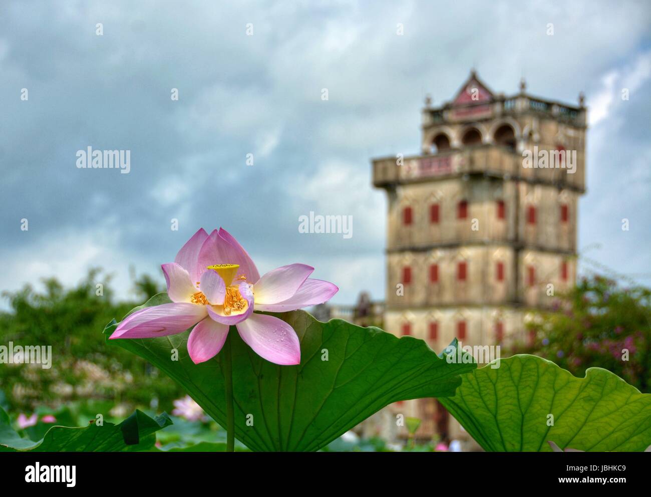 Guangzhou. 10. Juni 2017. Foto am 10. Juni 2017 zeigt Lotus auf dem Aussichtspunkt Diaolou im Dorf Zili, Kaiping City Süd-China Guangdong Provinz. Die Diaolou (Wachturm Haus) von Kaiping wurde im Jahr 2007 auf Liste des Welterbes eingeschrieben. Bildnachweis: Xu Jianmei/Xinhua/Alamy Live-Nachrichten Stockfoto