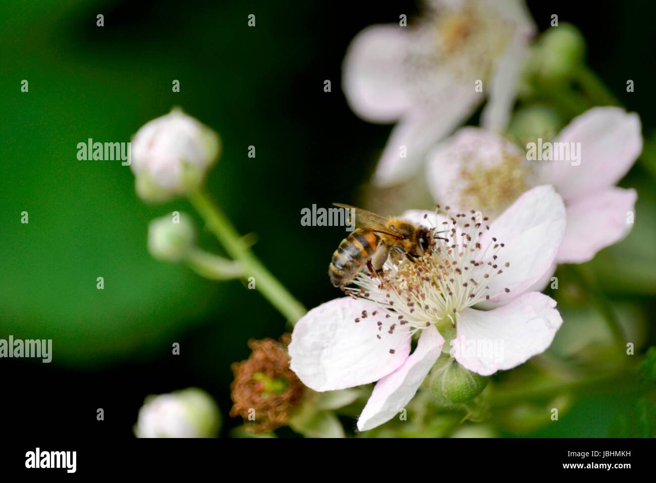 Bournemouth, UK. 11. Juni 2017. Warmes Wetter in Bournemouth UK Credit: Ajit Wick/Alamy Live News Stockfoto