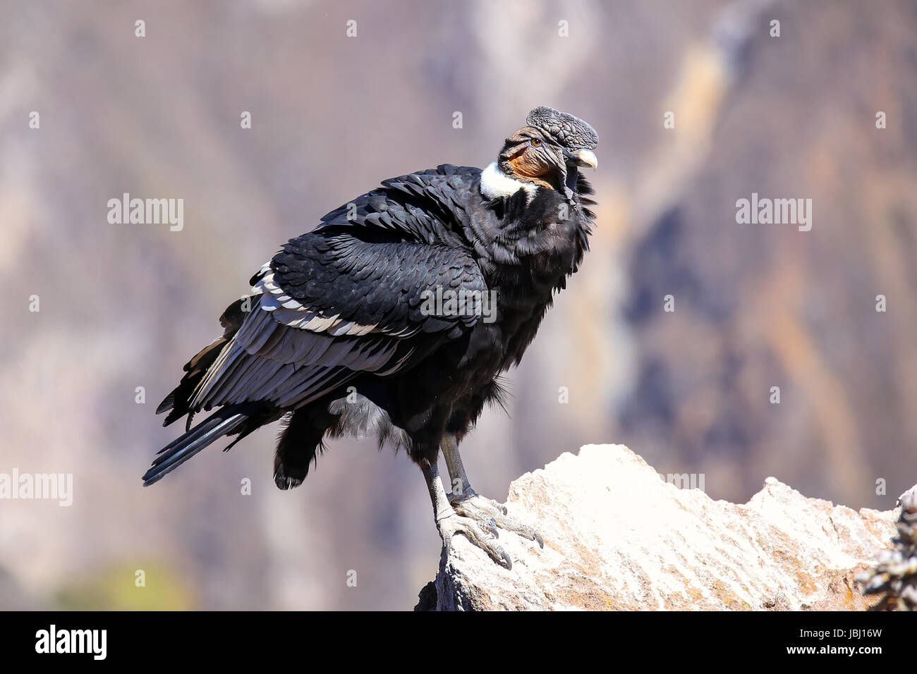 Andenkondor (Vultur Kondor) sitzen am Mirador Cruz del Condor im Colca Canyon, Peru. Andenkondor ist der größte fliegende Vogel in der Welt von Kamm Stockfoto