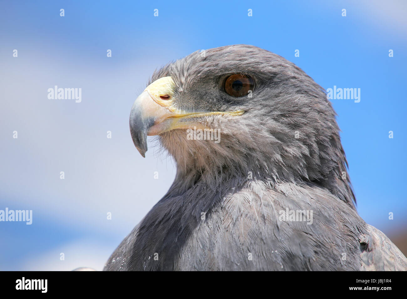 Schwarz-chested Bussard-Adler (Geranoaetus Melanoleucus) auf dem Markt in Maca, Colca Canyon, Peru. Stockfoto