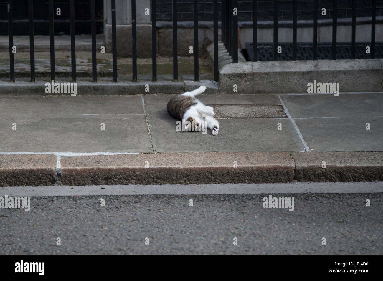 Downing Street, London, UK. 9. Juni 2017. Larry die Katze draußen Nr. 10 Downing Street Stockfoto