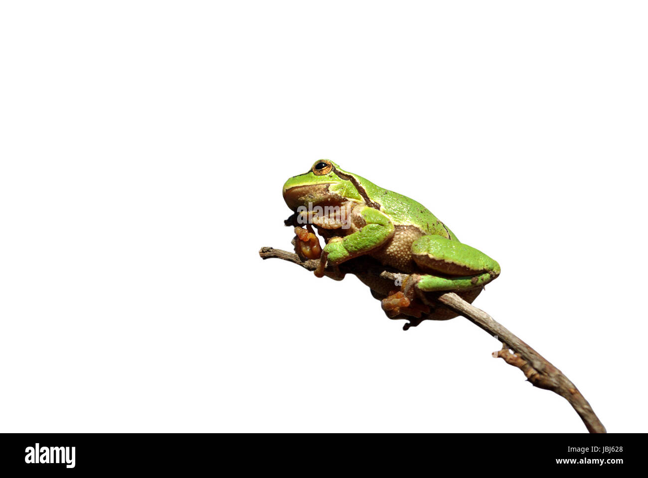 Grüner Frosch auf einer Distel-Stiel. schöne grüne Farbe Stockfoto