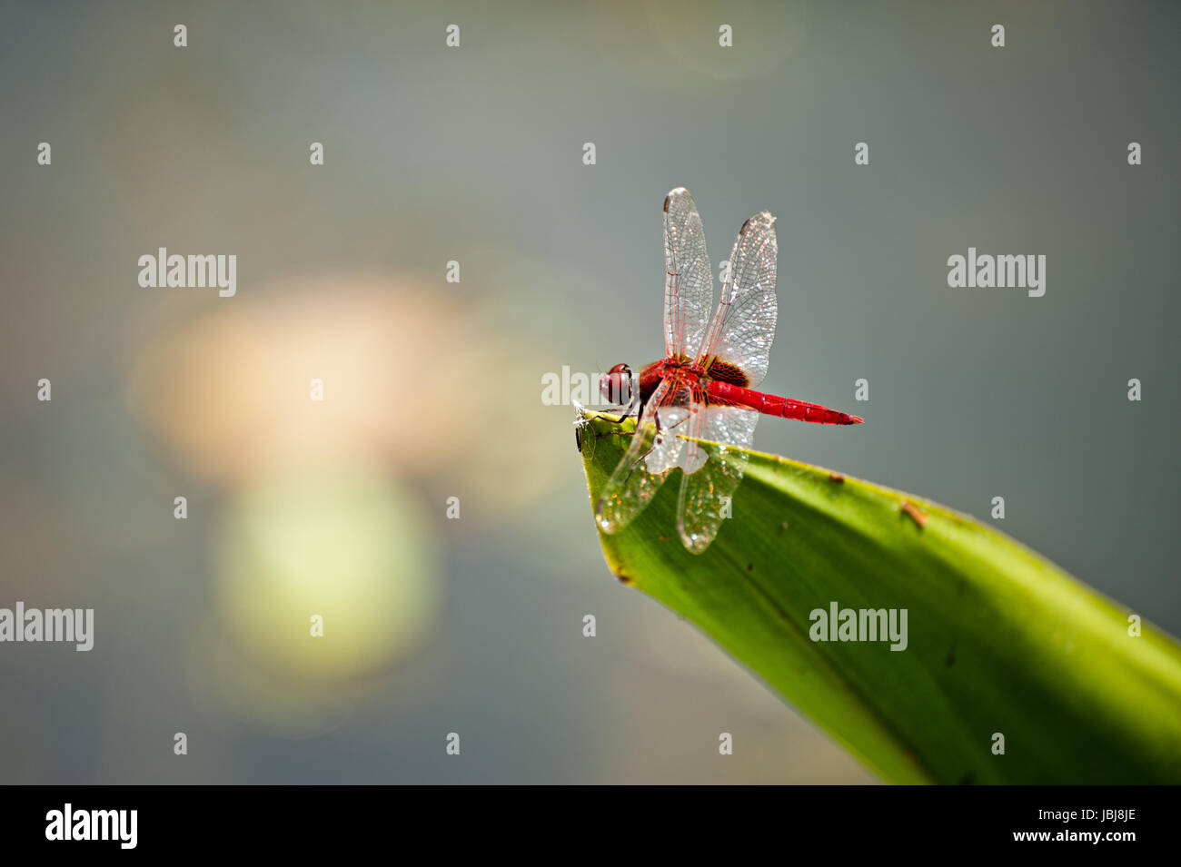 Rote Libelle auf einer Leafe in einem Teich Stockfoto