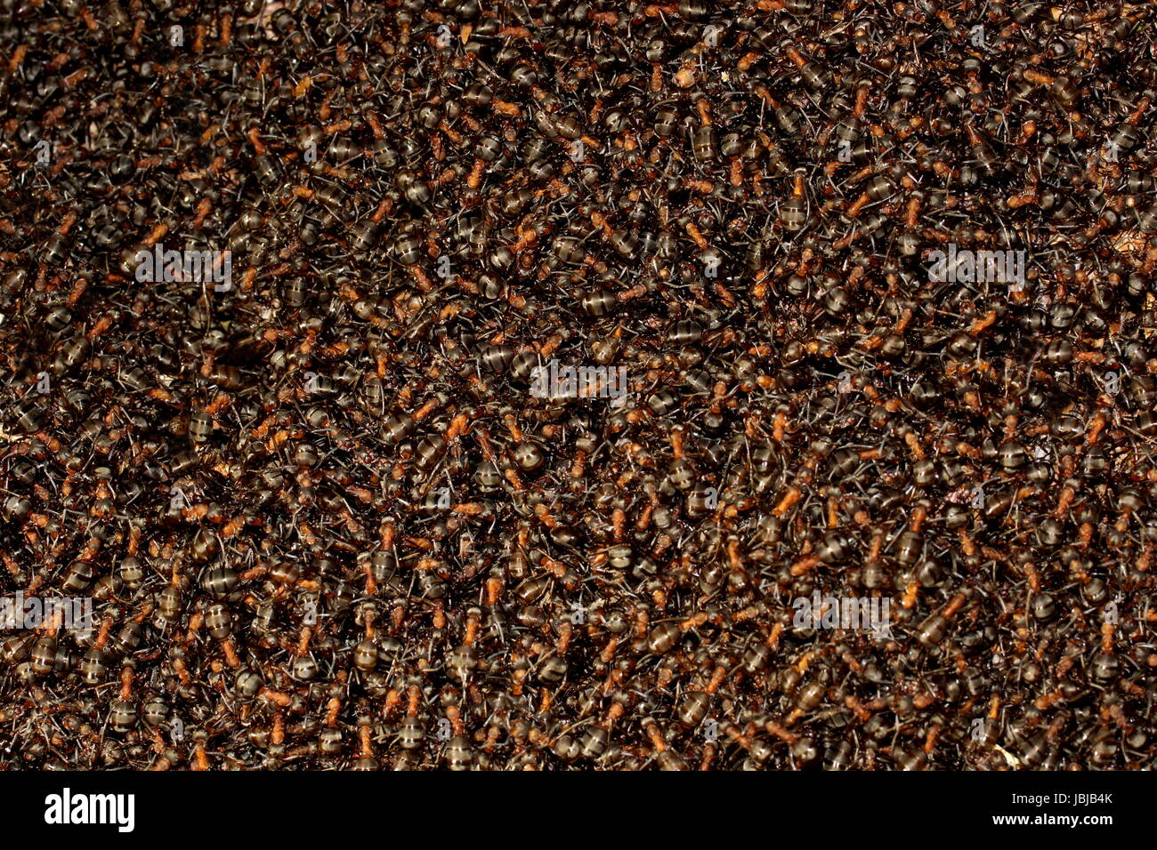Hintergrund einer roten Ameise Kolonie.  Formica rufa Stockfoto