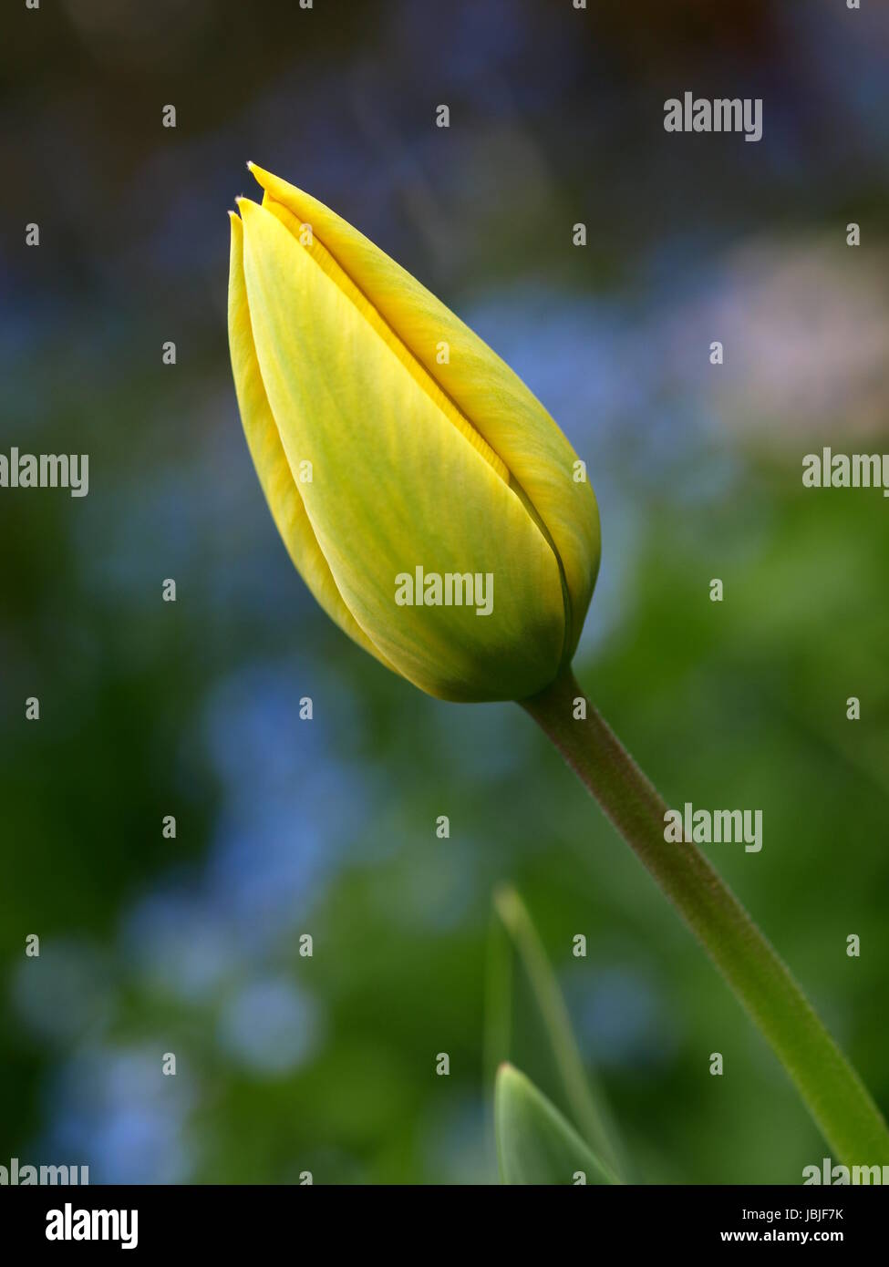 Bud der eine gelbe Tulpe Stockfoto