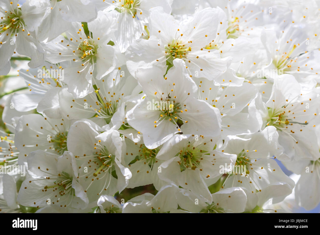 Makroaufnahme der Kirschblüte im Frühling Stockfoto