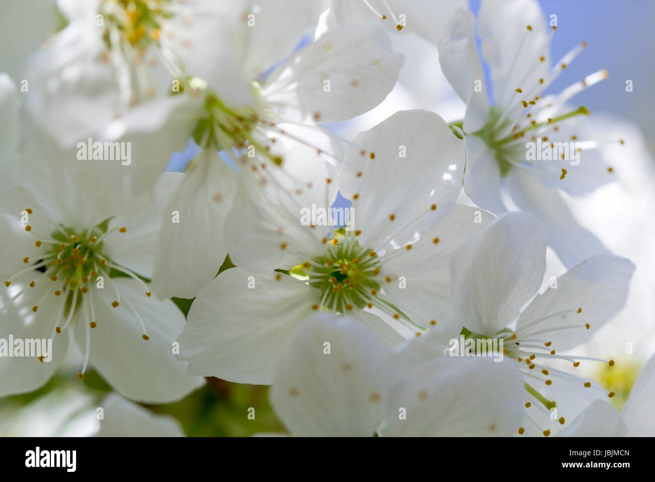 Makroaufnahme der Kirschblüte im Frühling Stockfoto