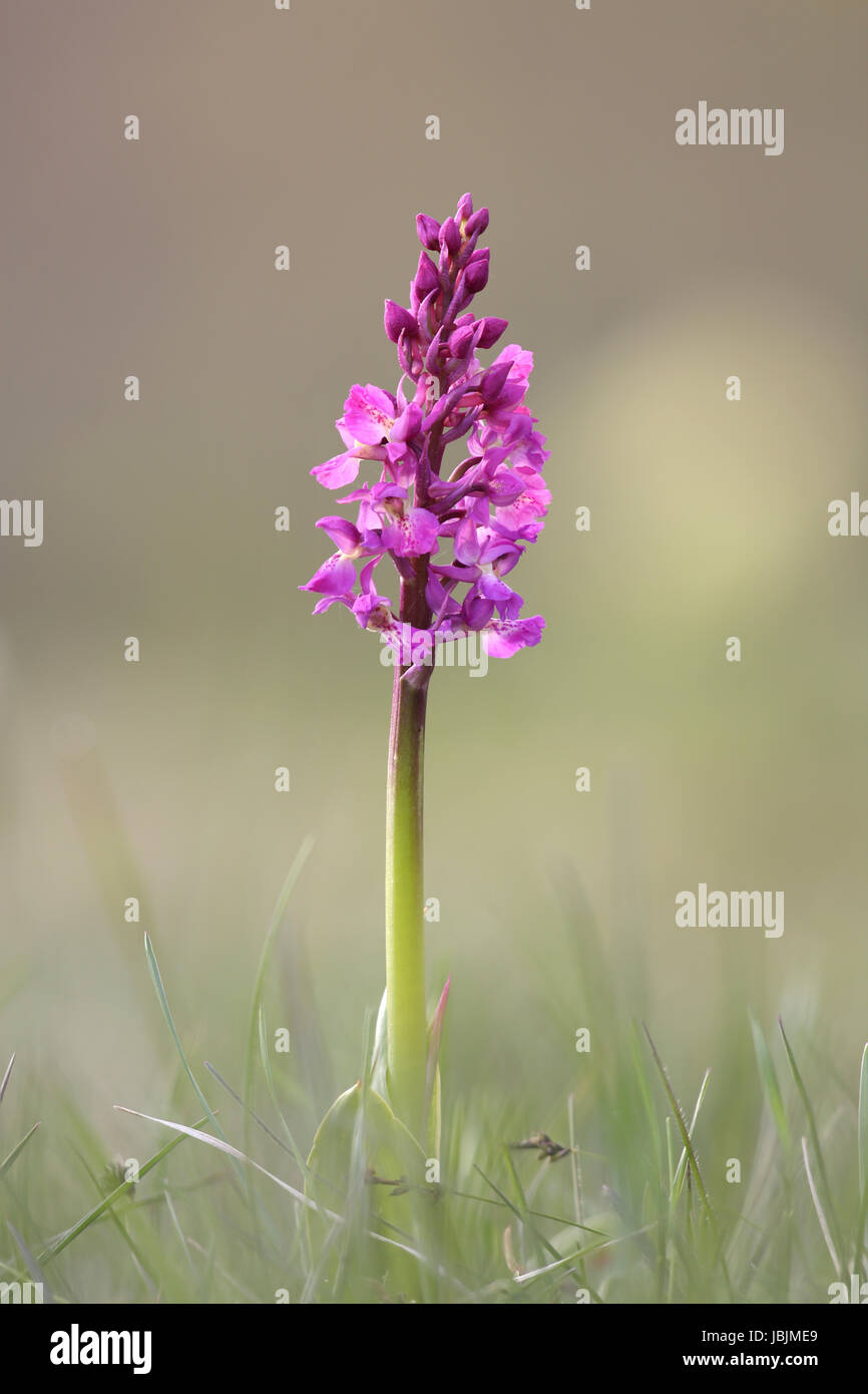 frühe lila Orchidee - Orchis mascula Stockfoto