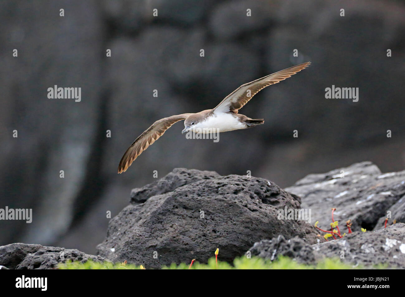 Galapagos-Sturmtaucher im Flug auf der Spitze einer Klippe Stockfoto