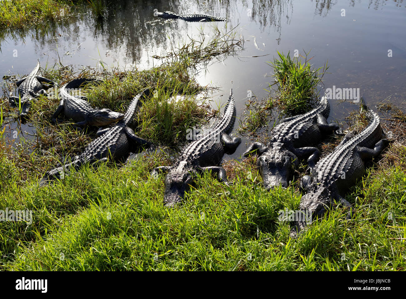 Alligatoren in Den Everglades Stockfoto