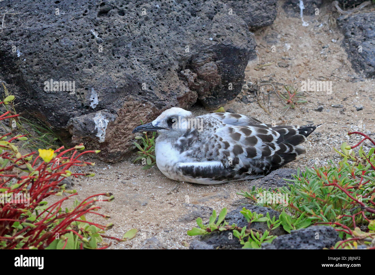 Juvenile Zinnenkranz Möwe in den Galapagos-Inseln Stockfoto