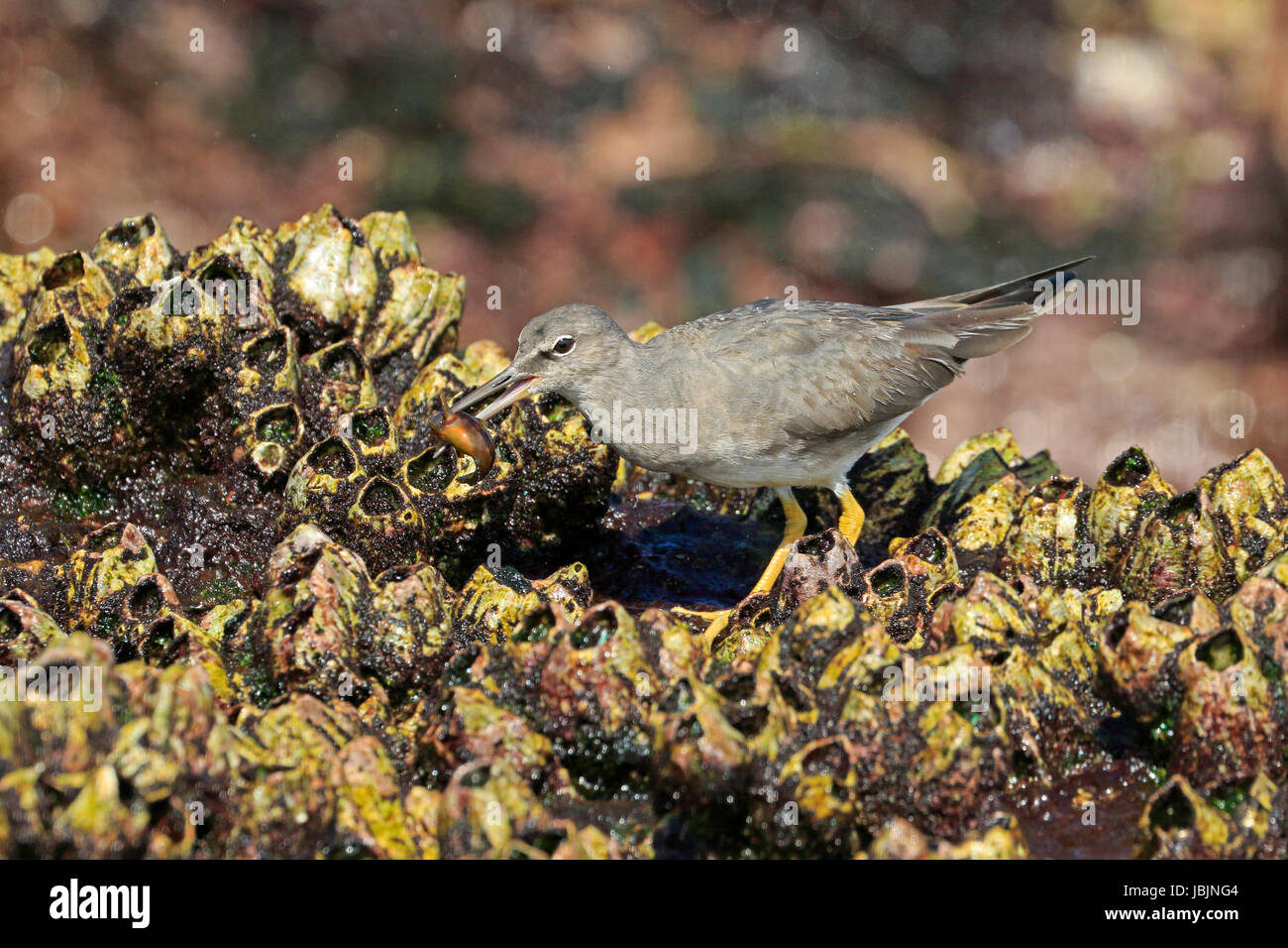Wandernde Tattler auf Barnacle bedeckt Felsen in den Galapagos-Inseln mit einem Fisch Stockfoto