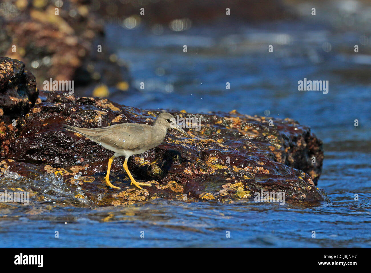 Wandern Tattler auf Barnacle bedeckt Felsen der Galapagos Inseln. Stockfoto