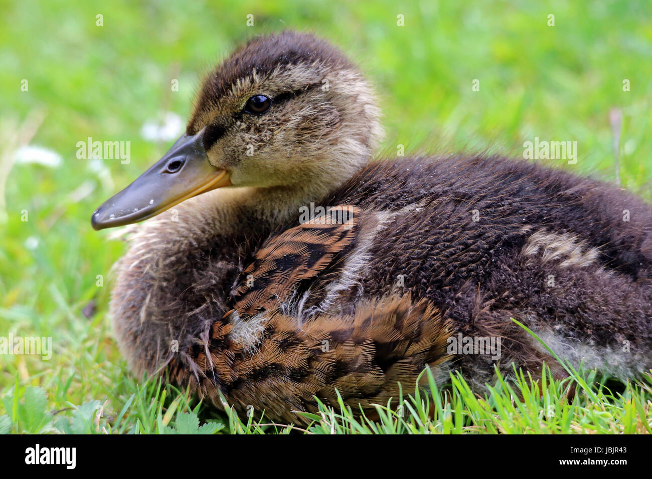 Ente waterfowls Stockfoto