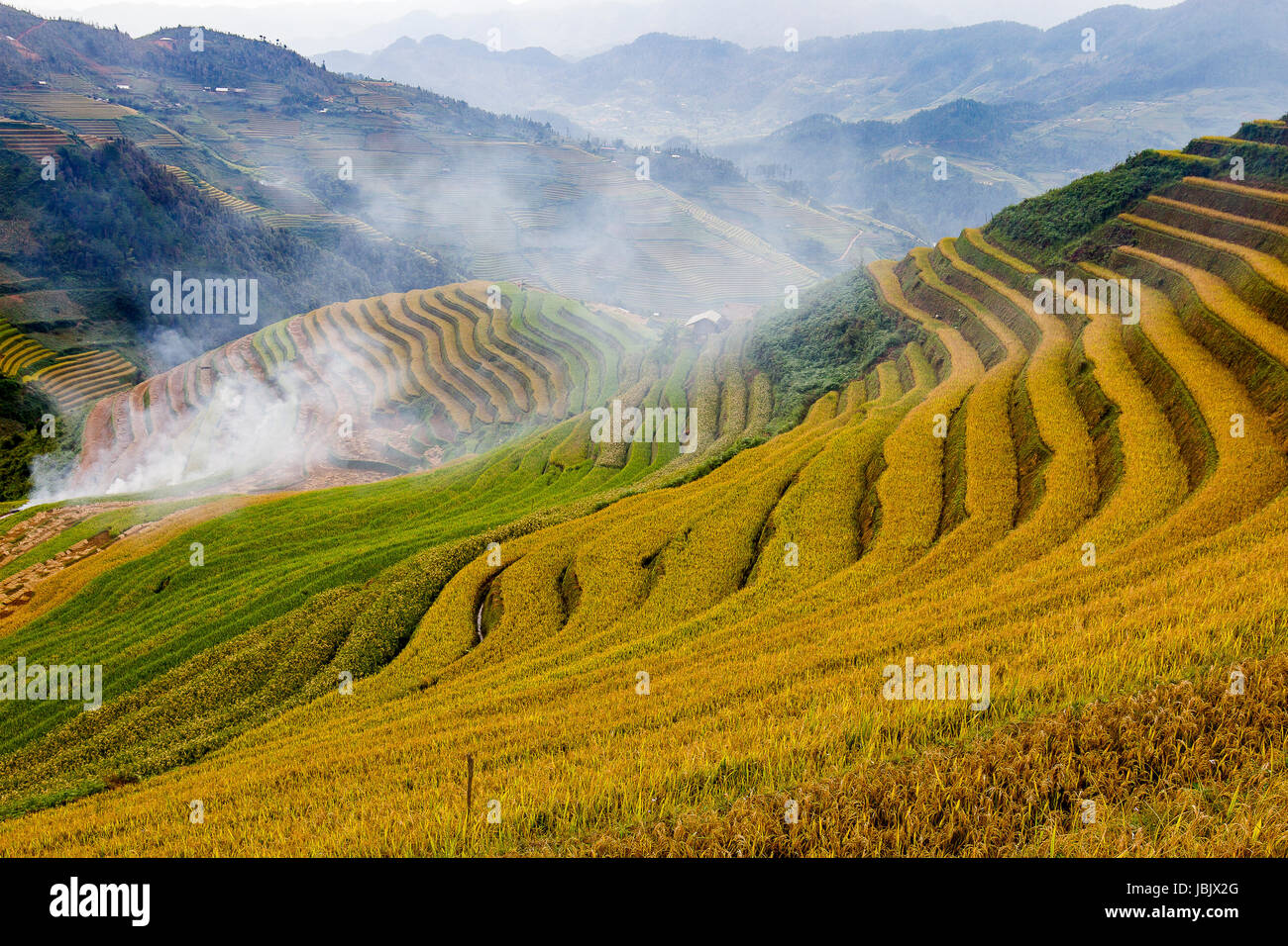 Viet Nam Mu Cang Chai terrassierten Reisfelder auf Erntezeit oder goldene Saison einschließlich der Berg Hügel Kurve Textur und Gebirge Stockfoto