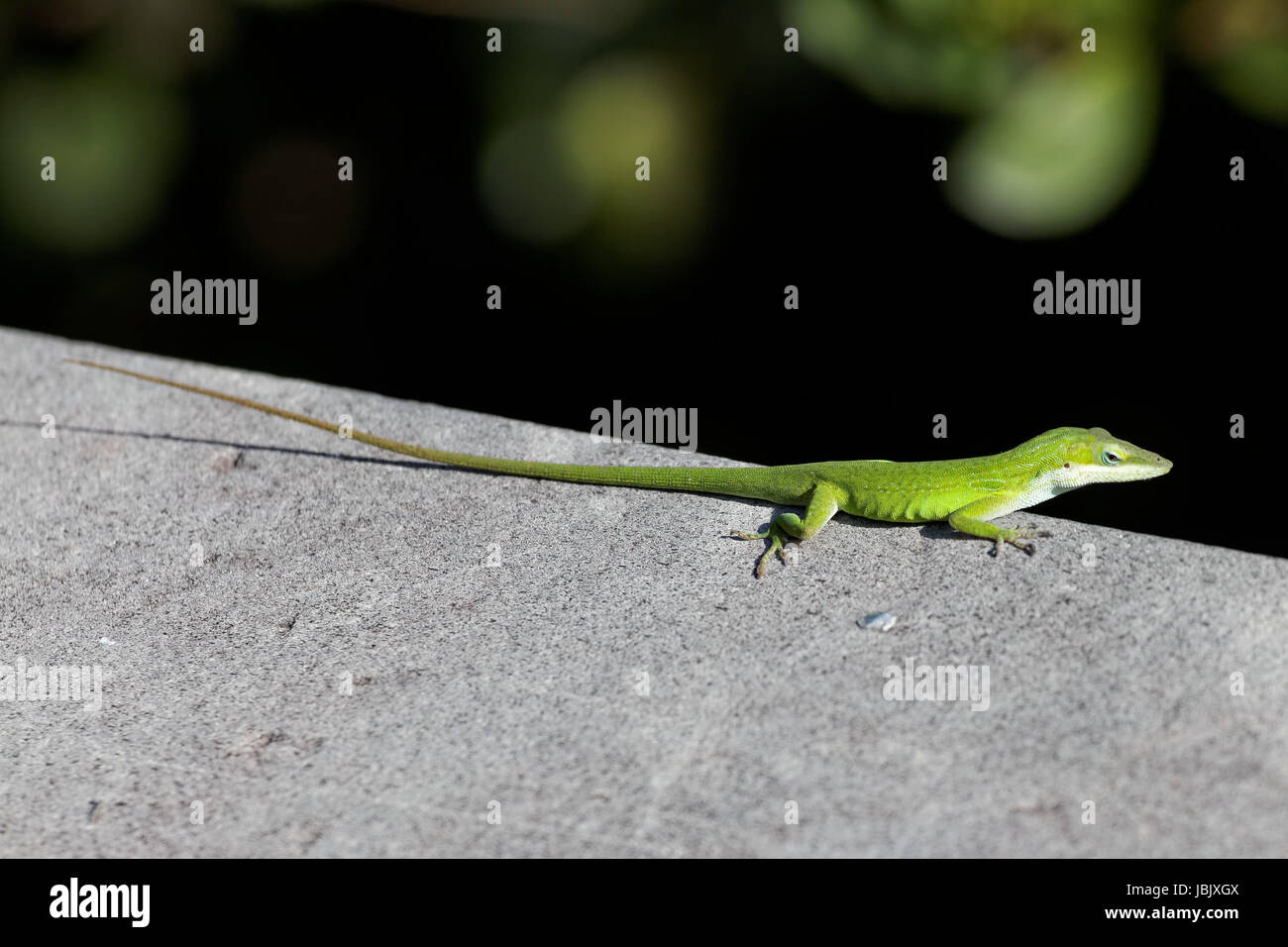 Grüner Anolis Stockfoto