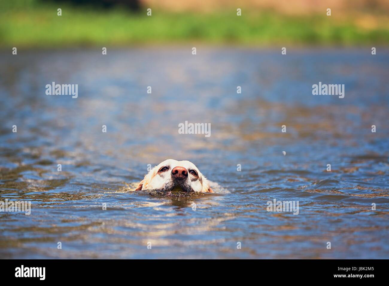 Sommerzeit mit Hund. Labrador Retriever ist im Fluss schwimmen. Stockfoto