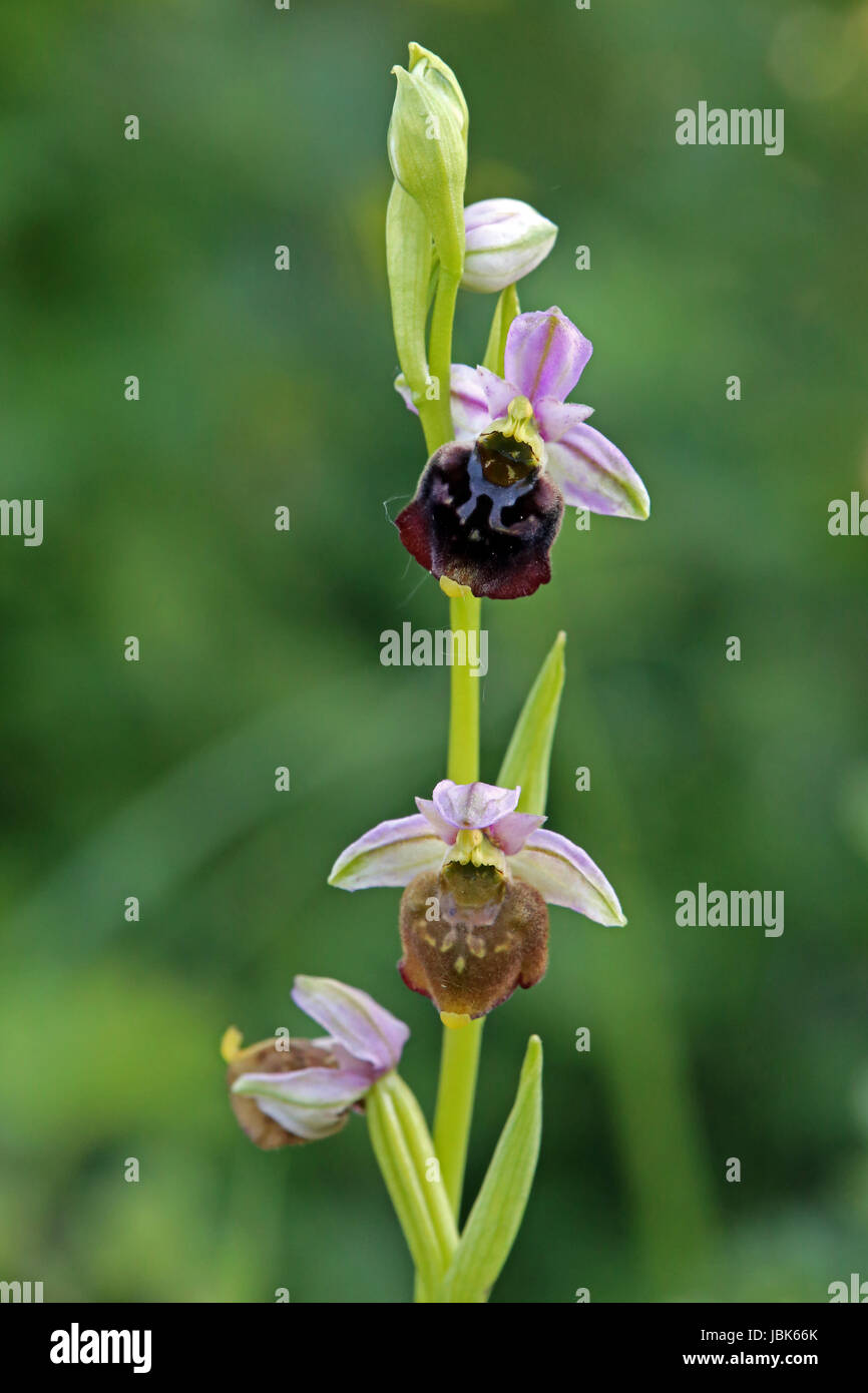 Bumblebee orchid Stockfoto