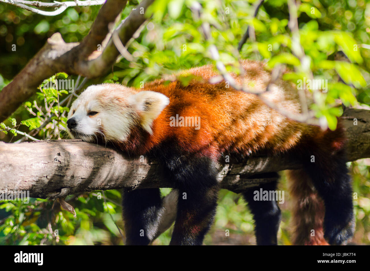 Ein schöner roter Panda liegend auf einem Baum Ast schlafen ausgestreckt mit seinen Beinen hängend nach unten baumeln. Der rote Katze Bär hat eine weiße Maske und rot braunen Mantel und heißt Hun ho in der chinesischen Bedeutung Fuchs Feuer. Stockfoto