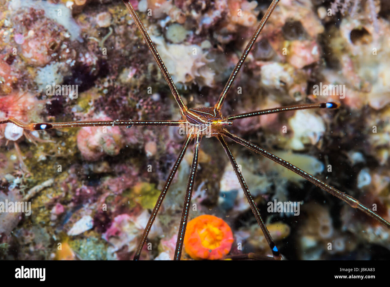 Ortmann Squat Lobster (Chirostylus Ortmanni Miyake & Baba, 1968) am Owens, Mie, Japan. Wassertiefe von 18m Stockfoto