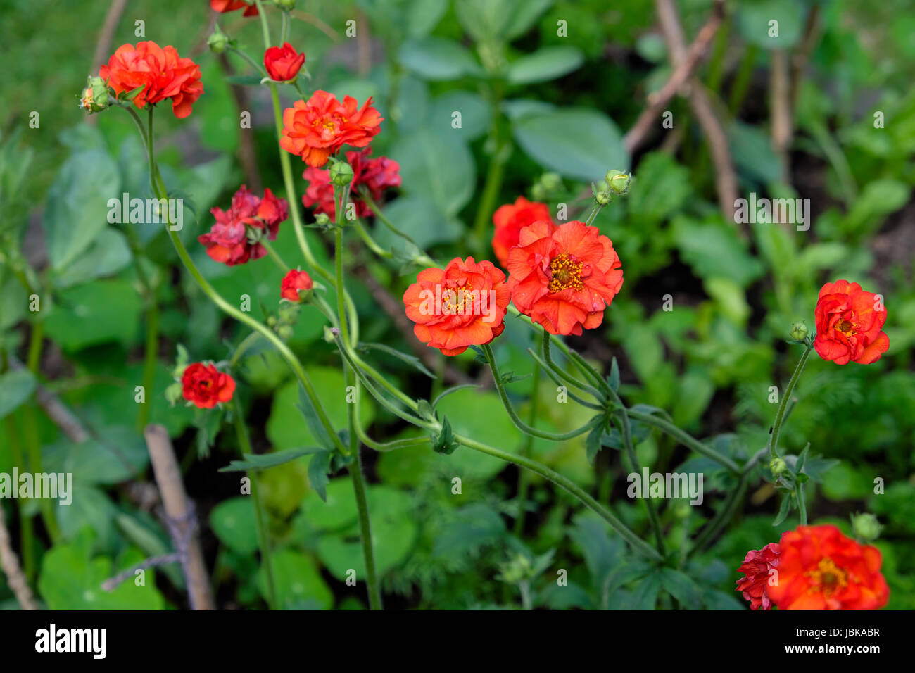 Red Avens Chiloense Geum Mrs. J Bradshaw blüht im Juni in einem ländlichen Garten in Carmarthenshire Wales, Großbritannien KATHY DEWITT Stockfoto