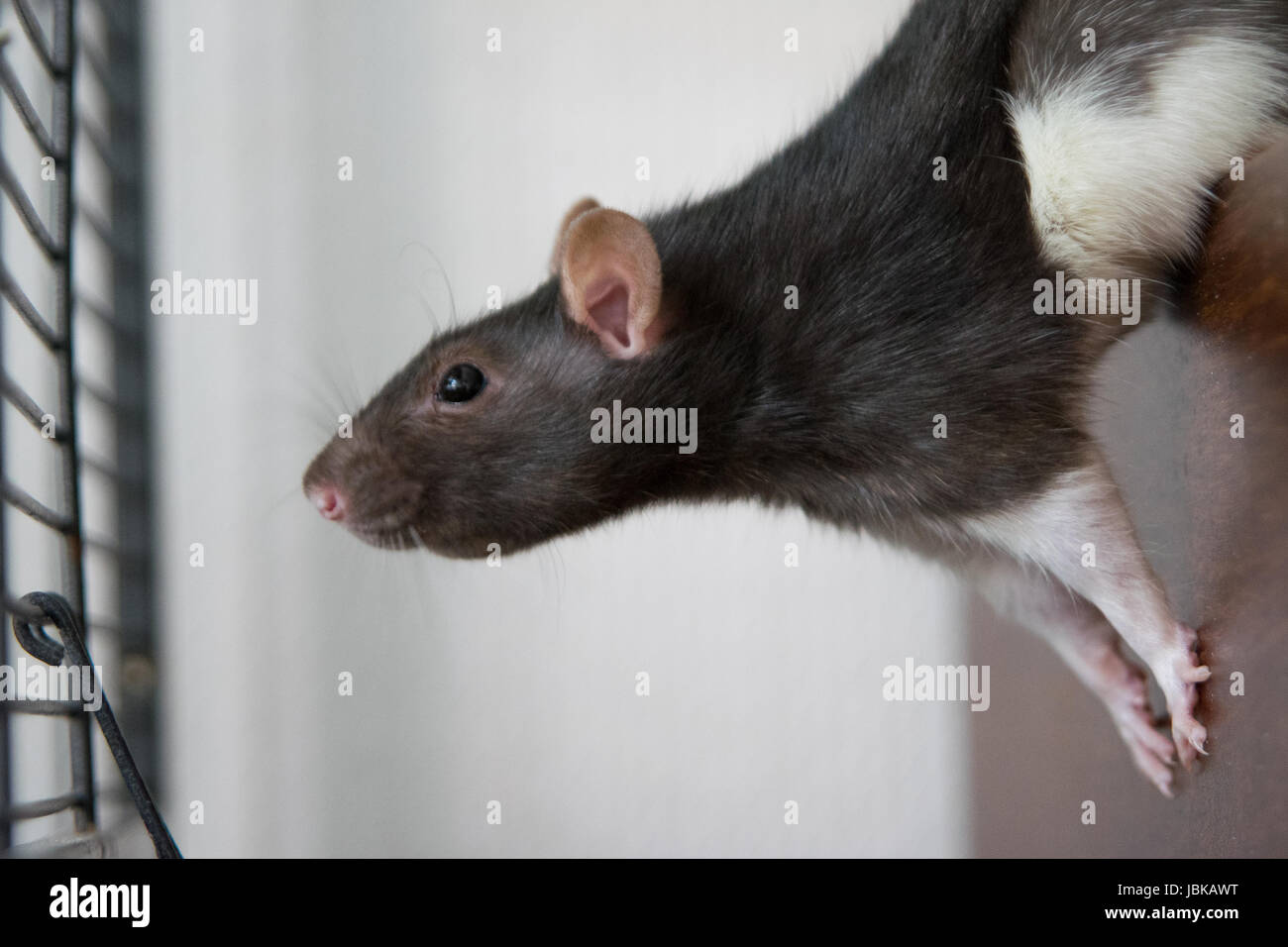 Ratte in Bewegung, Houserat, Hausratte, Farbratte, mein Haustier Ratte Stockfoto